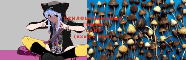 хмурый Аркадак